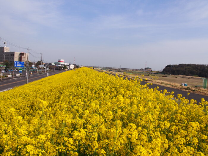 「田中橋」と「岩井橋」の間の菜の花の写真です。