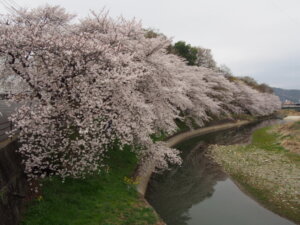 千歳橋から見た桜の写真です。