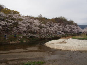 「千歳橋」から数十ｍ川上に向かって撮った写真です。