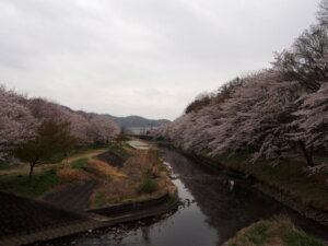 「千歳橋」方向を見た写真です。