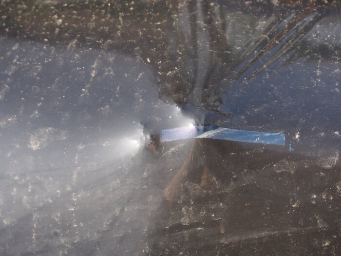 マルチを持ち上げたジャガイモの芽の写真です。