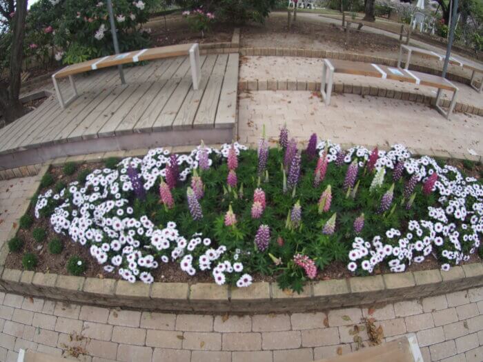 花壇の写真です。