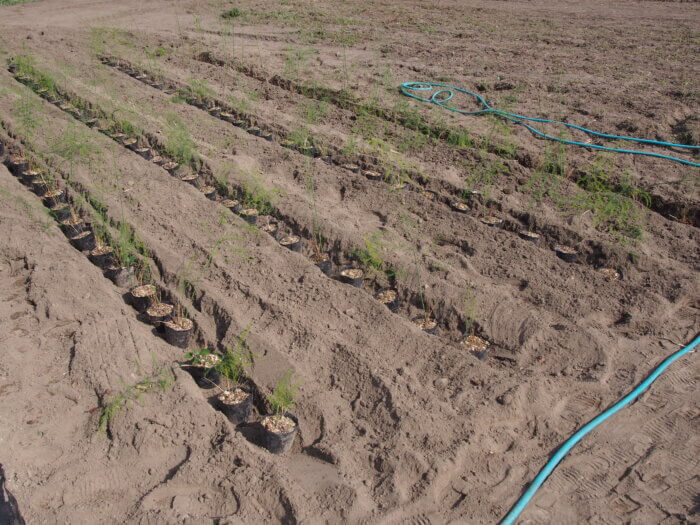 余った苗の仮植えの写真です。