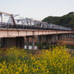菜の花と渡良瀬橋の写真です。