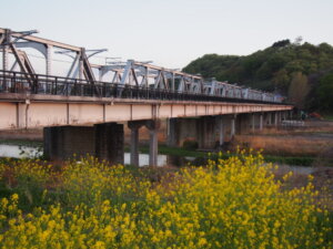 菜の花と渡良瀬橋の写真です。
