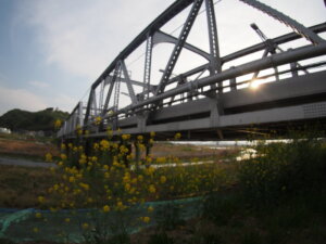 渡良瀬橋の夕日と菜の花の写真です。