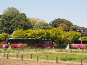 花菖蒲園の写真です。