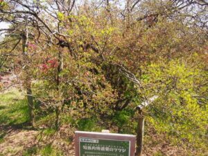 「均当内侍遺愛」のツツジの写真です。