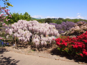 小高い岡にある花々の写真です。