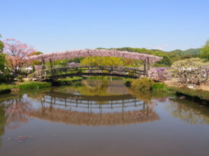 池に映る藤棚の写真です。