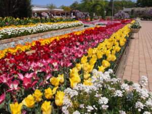 チューリップなどの花々の写真です。