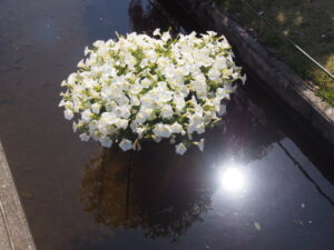 水に浮かぶ花の写真です。