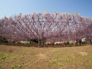 大藤の写真です。