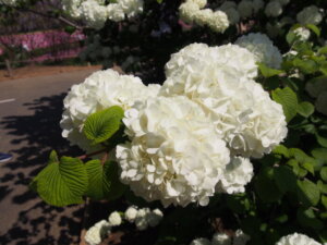 オオデマリの白い花のアップ写真です。