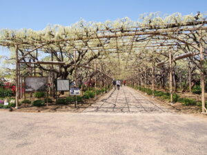 「白藤トンネル」の写真です。