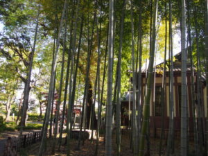 足利学校の竹林の写真です。。