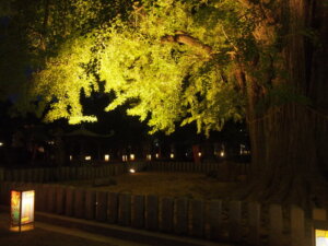 ライトアップされた鑁阿寺「大銀杏」の写真です。