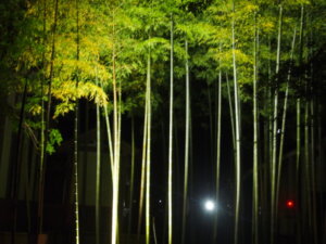 ライトアップされた竹林の写真です。