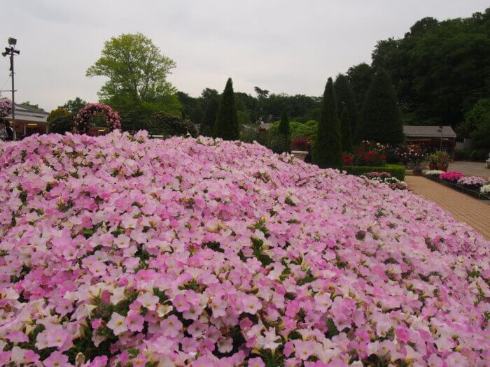 ペチュニア一色の築山のような花壇 わたらせばしブログ 自然いっぱいコーナー ペチュニア一色の築山のような花壇 わたらせばしブログ 自然いっぱいコーナー