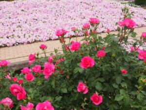 赤いバラとペチュニアのコラボレーション写真です。