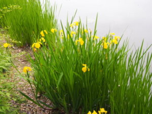 池のそばに咲くショウブの花の写真です。