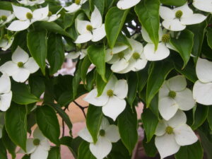 ヤマボウシの花の写真です。