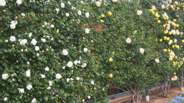 バラのスクリーンの写真です。