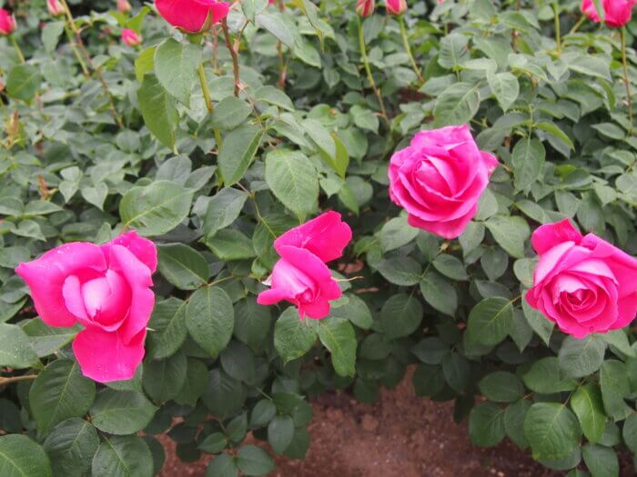 バラ「恋心」の写真です。