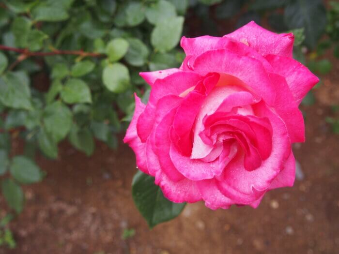 バラ「ローズ　ゴジャール」の写真です。