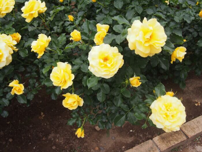 バラ「サンフレーア」の写真です。