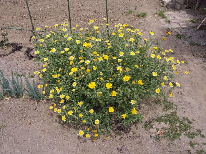 シュンギクの花の写真です。