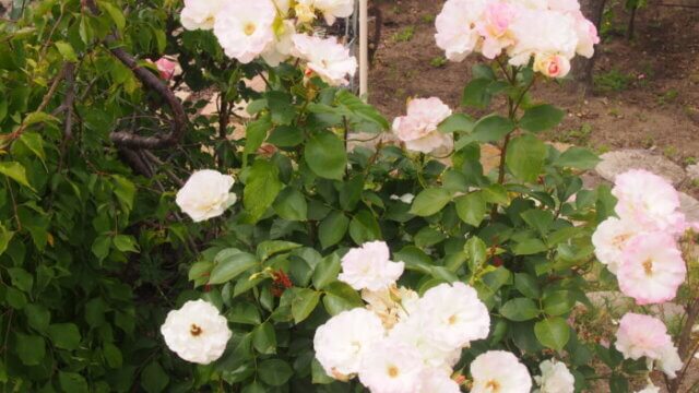 家庭菜園 ど根性ハーブ と野菜栽培 わたらせばしブログ 自然いっぱいコーナー