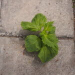 ブロックの隙間から発芽した「シソ」の写真です。