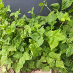 物置のそばで育つミツバの写真です。