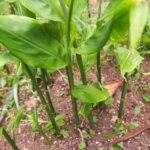 ミョウガの写真です。