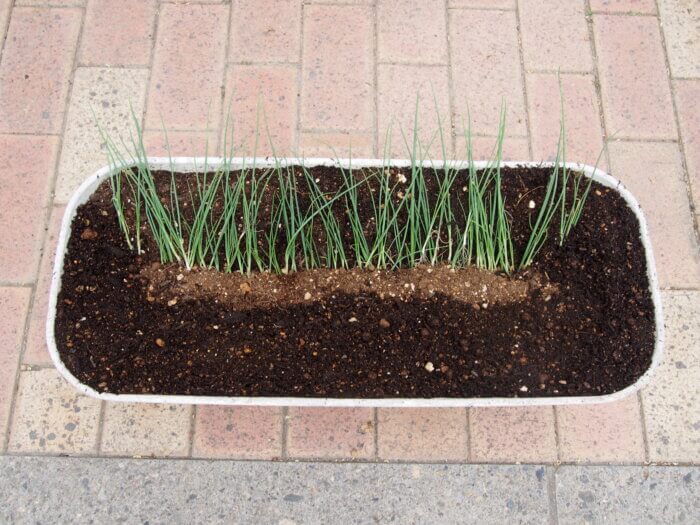 プタンターに植えたワケギ苗の写真です。