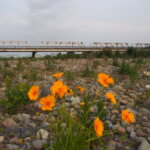 人知れず渡良瀬川の中州で咲く花と渡良瀬橋の写真です。