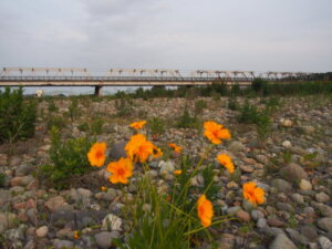 人知れず渡良瀬川の中州で咲く花と渡良瀬橋の写真です。