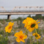 渡良瀬橋と花の写真です。