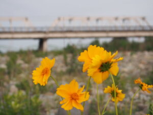 渡良瀬橋と花の写真です。