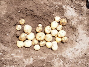 掘りおこした新ジャガイモの写真です。