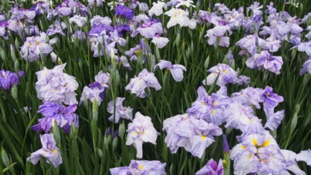 フラワーパーク玄関の花菖蒲の写真です。