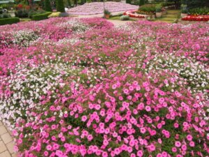 色とりどりのペチュニアの花の写真です。