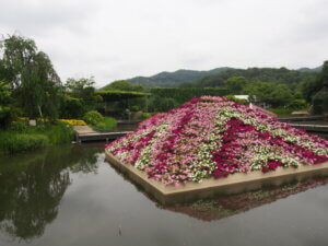 池の中の花壇の写真です。