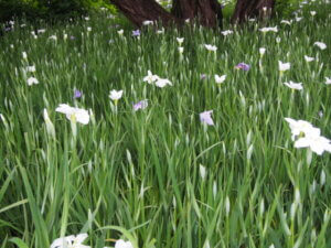 咲き始めたショウブの花の写真です。