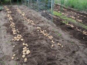 掘り起こしたジャガイモの写真です。