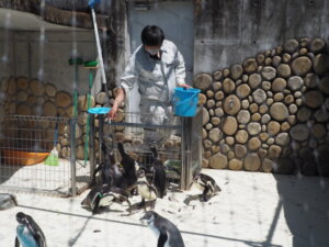 ペンギンに魚を与える飼育員の写真です。