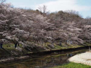 袋川沿いの桜並木の写真です。