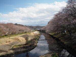 袋川沿いの桜並木の写真です。