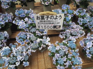 あしかがフラワーパーク「花売り場」のアジサイの写真です。